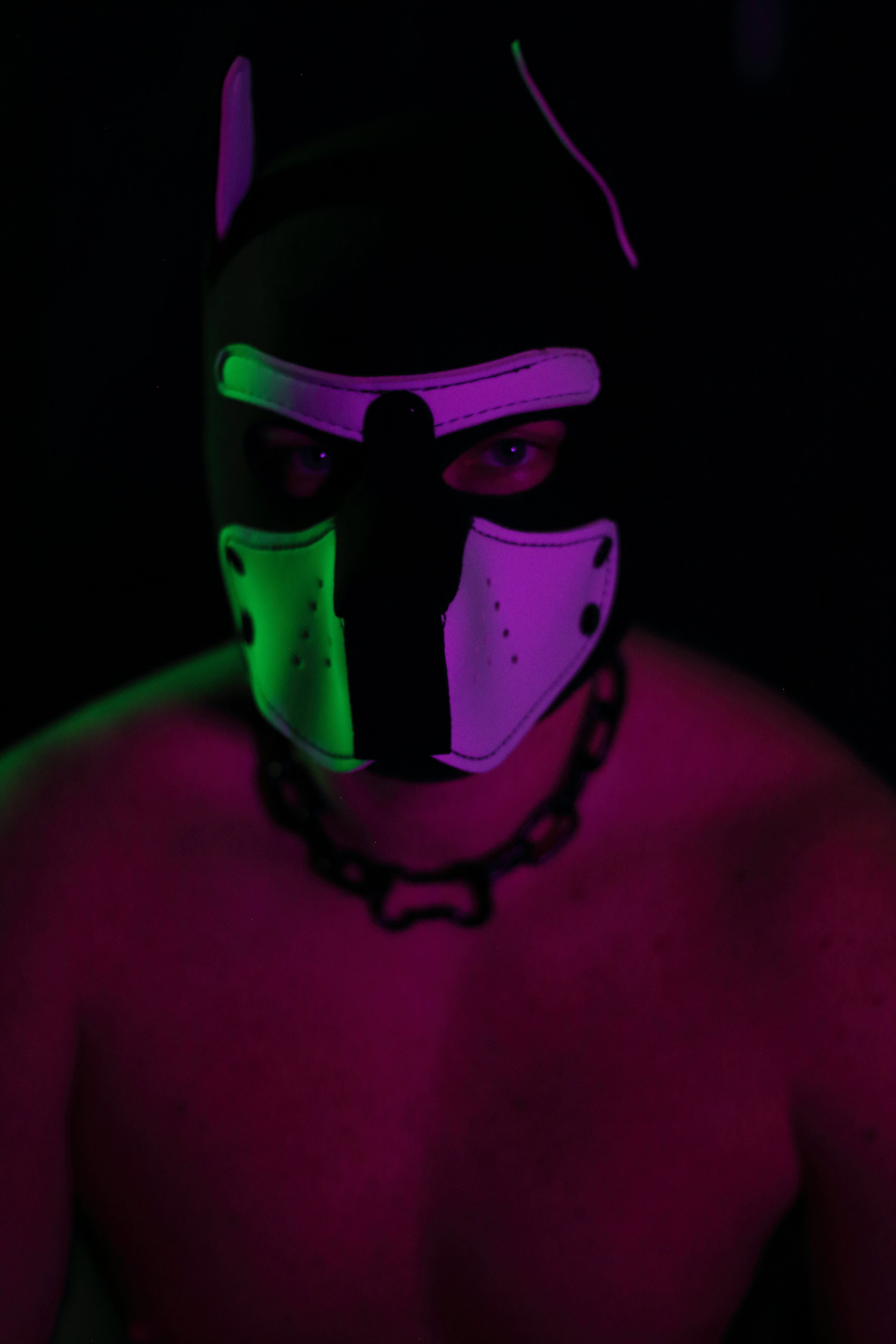 THE SHADOW PUP