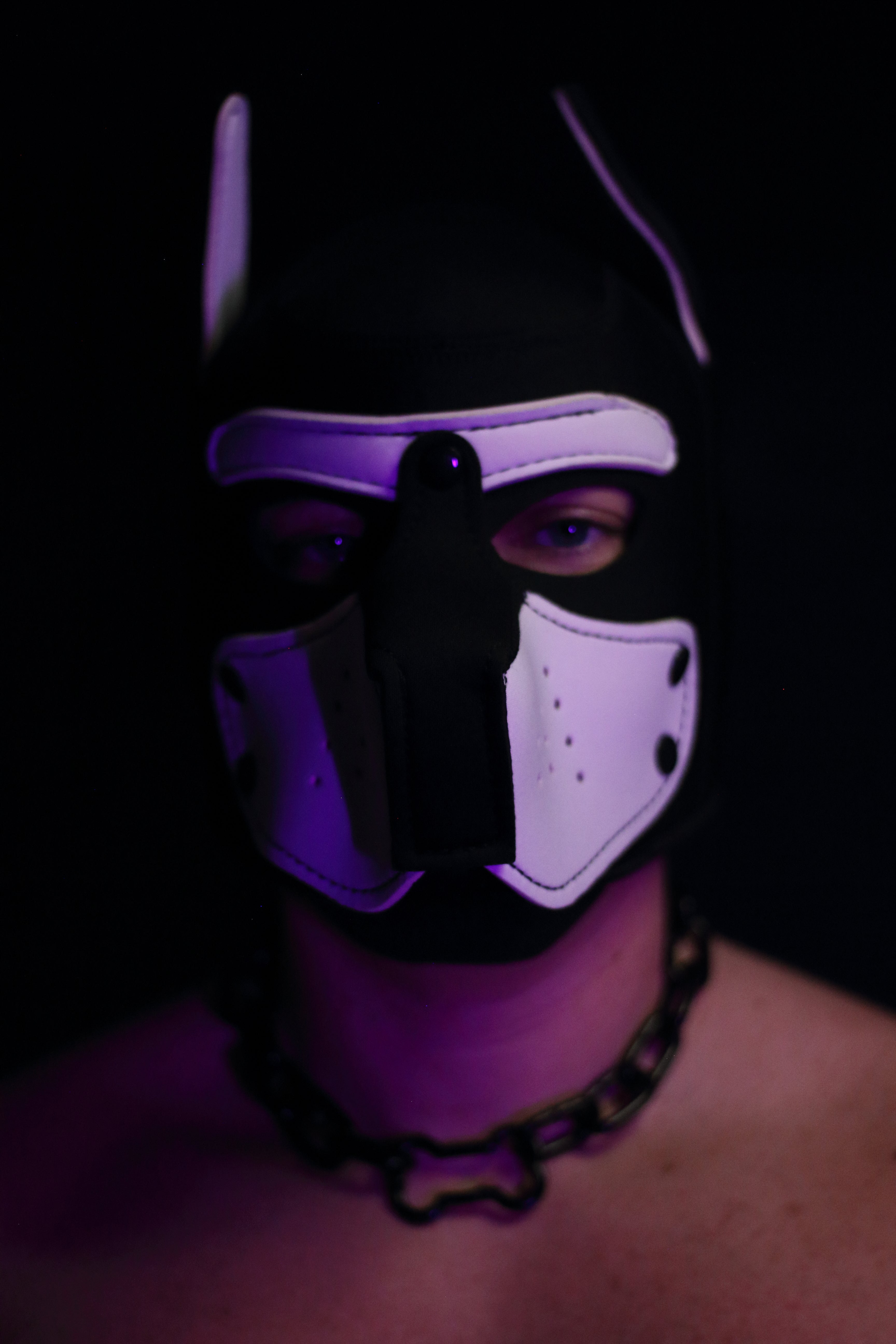 THE SHADOW PUP